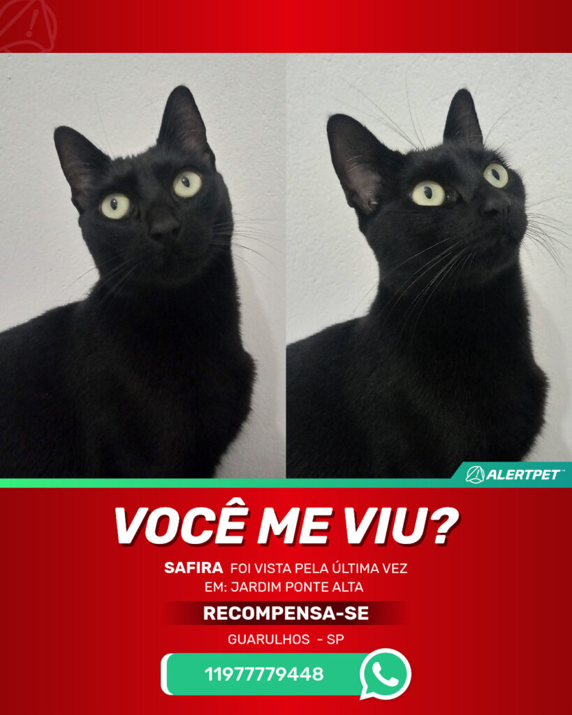 safira-gato-desaparecido-guarulhos-24-10-2025_lost_image