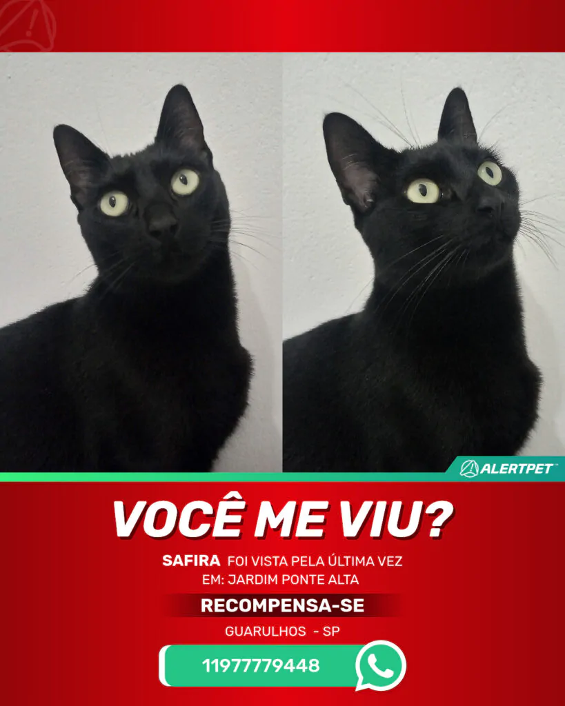 safira-gato-desaparecido-guarulhos-24-10-2025_lost_image