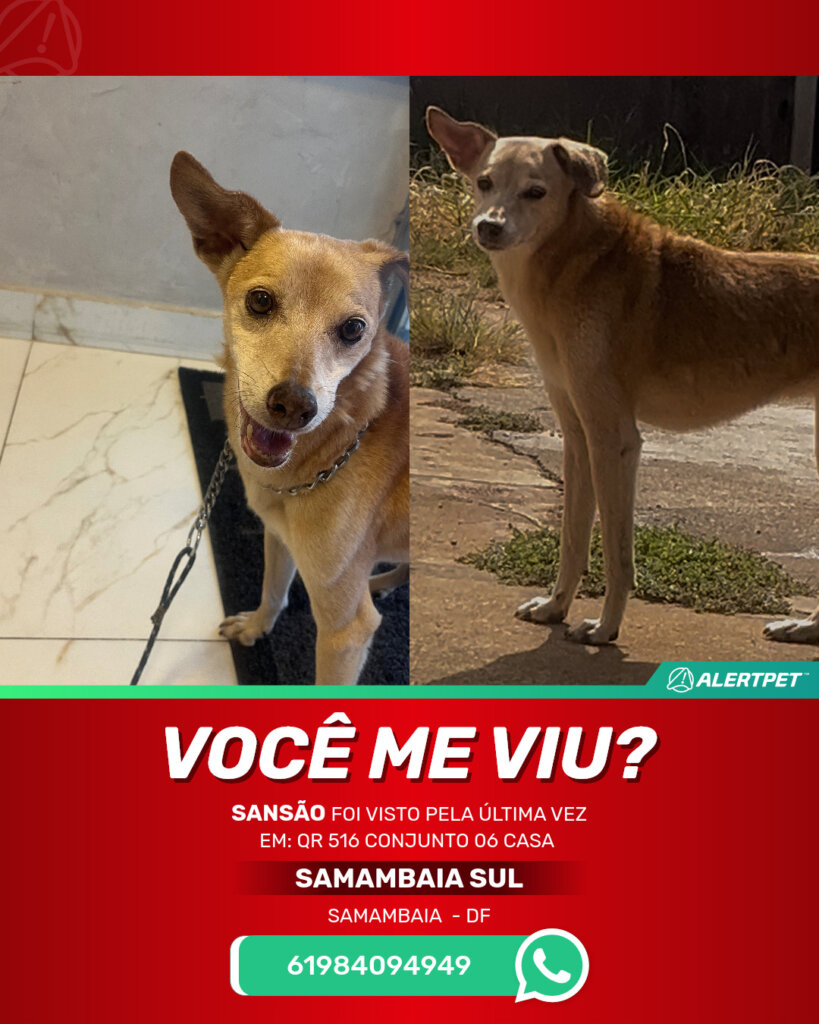 sansao-cachorro-desaparecido-samambaia-24-10-2025_lost_image