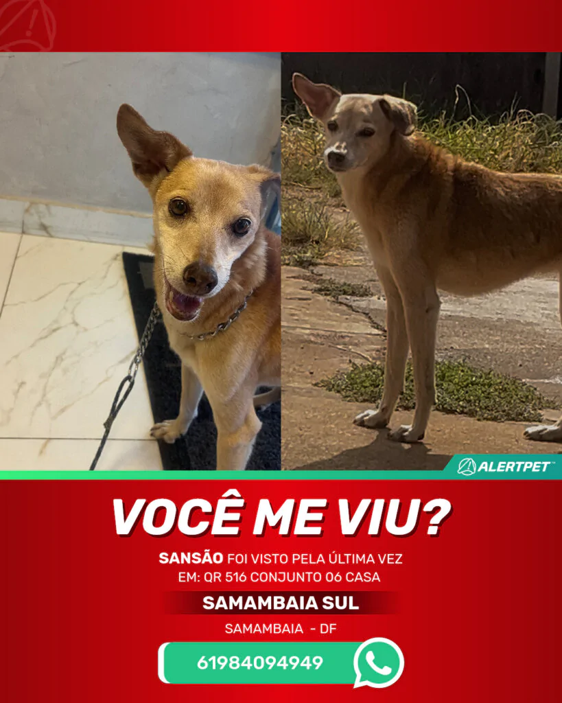 sansao-cachorro-desaparecido-samambaia-24-10-2025_lost_image