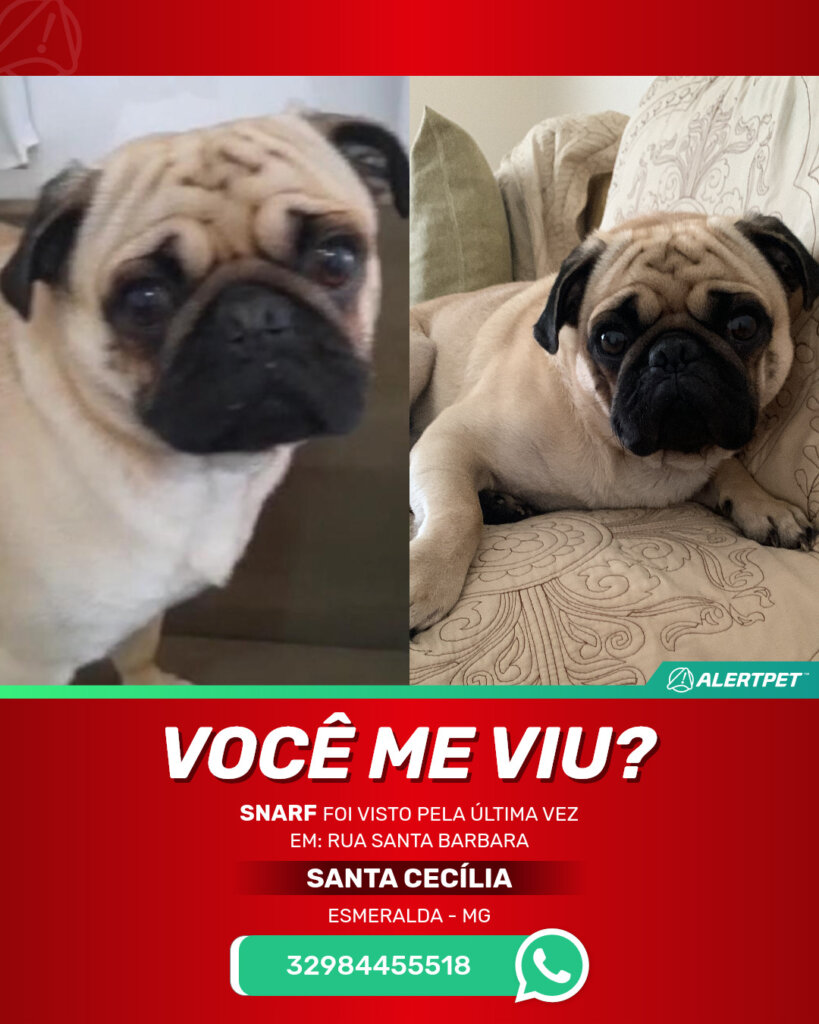 snarf-cachorro-desaparecido-esmeralda-26-10-2025_lost_image