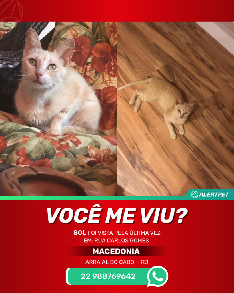 sol-gato-desaparecido-arraial-do-cabo-29-10-2025_lost_image