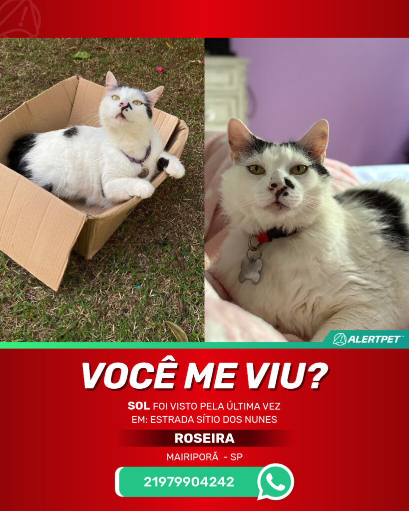 sol-gato-desaparecido-mairipora-24-10-2025_lost_image