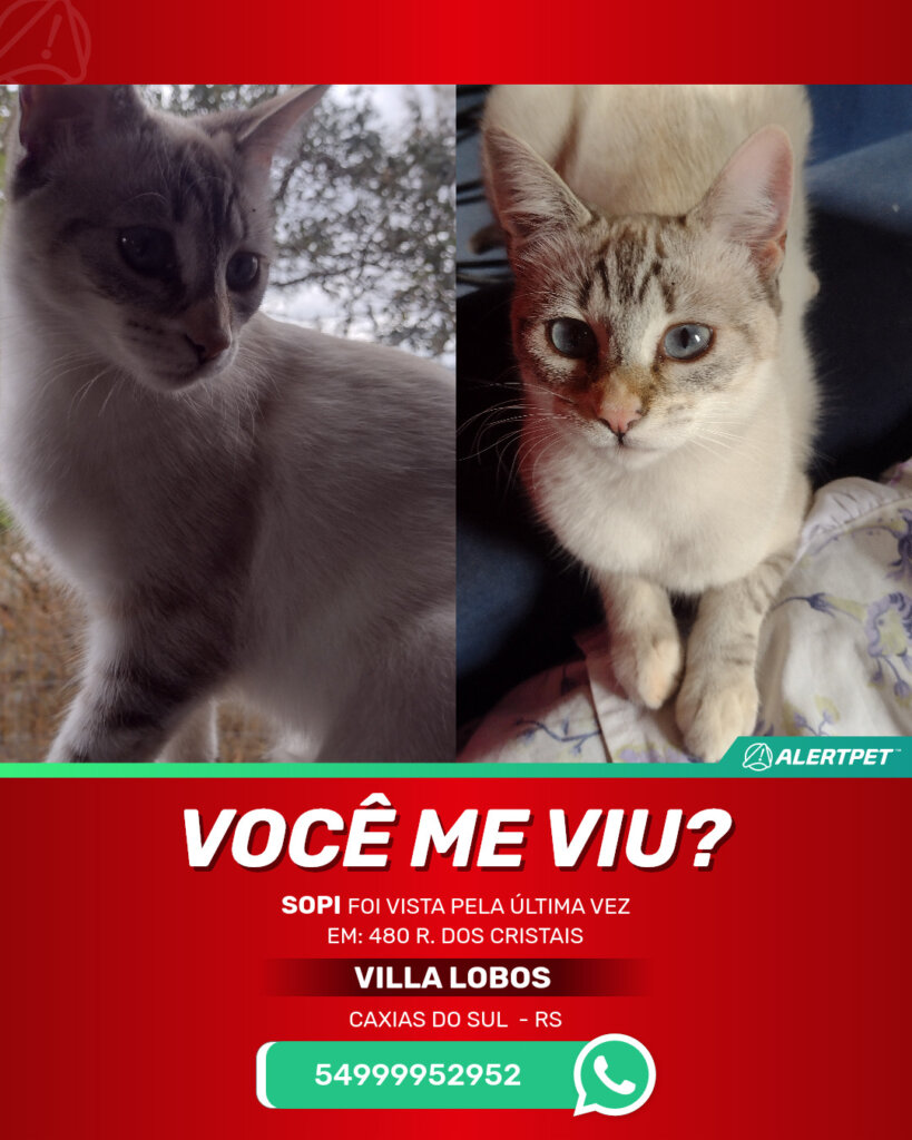 sopi-gato-desaparecido-caxias-do-sul-27-10-2025_lost_image