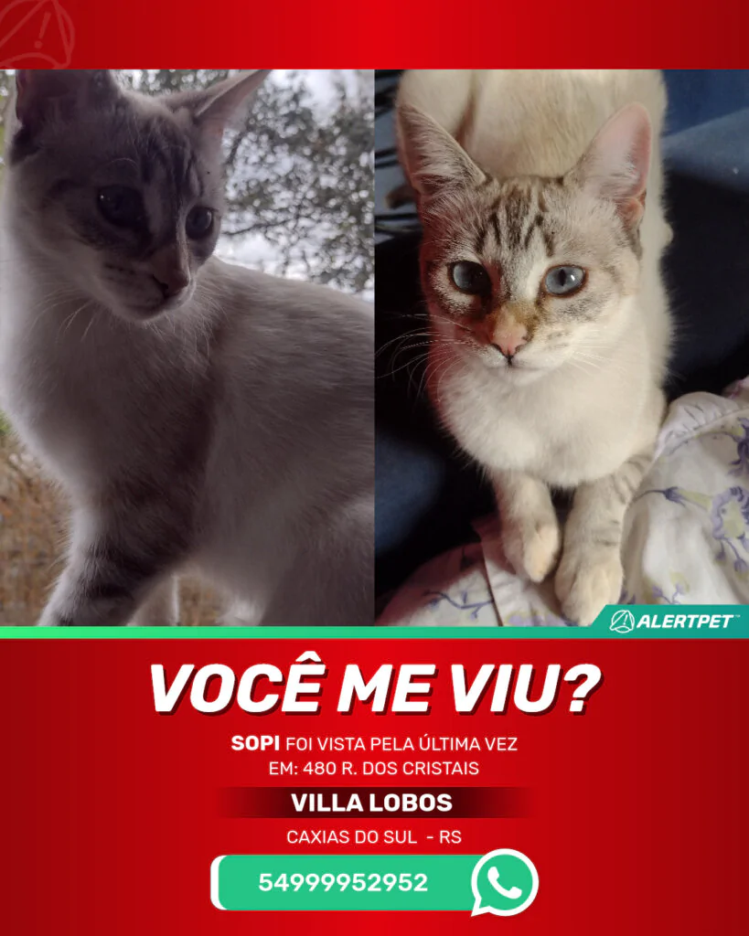 sopi-gato-desaparecido-caxias-do-sul-27-10-2025_lost_image