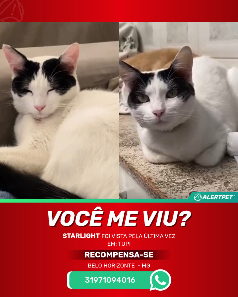 starlight-gato-desaparecido-belo-horizonte-18-10-2025-2_lost_image