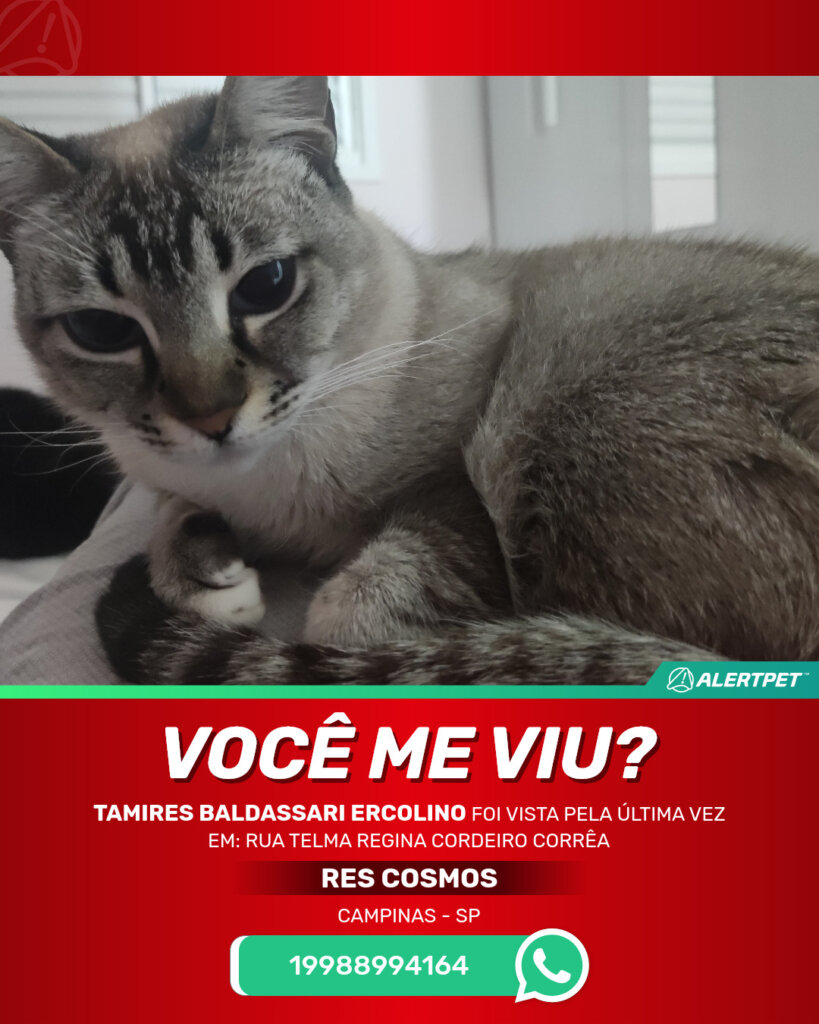 tamires-baldassari-ercolino-gato-desaparecido-campinas-28-10-2025_lost_image