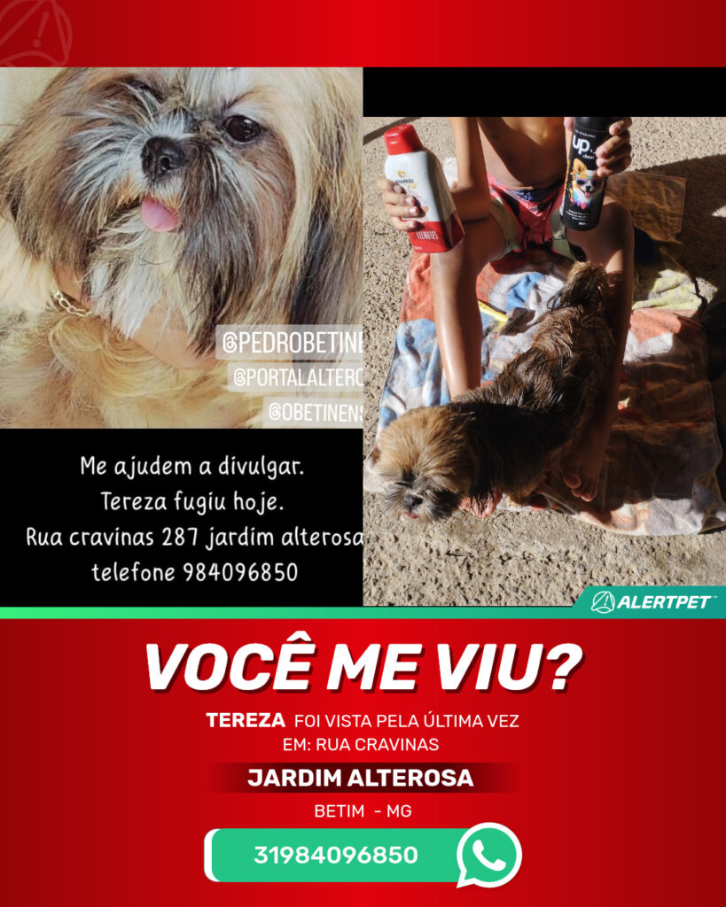 tereza-cachorro-desaparecido-betim-27-10-2025_lost_image