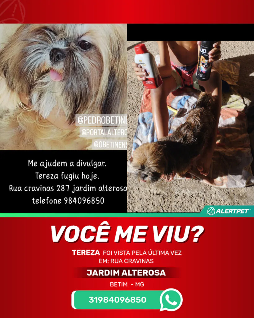 tereza-cachorro-desaparecido-betim-27-10-2025_lost_image