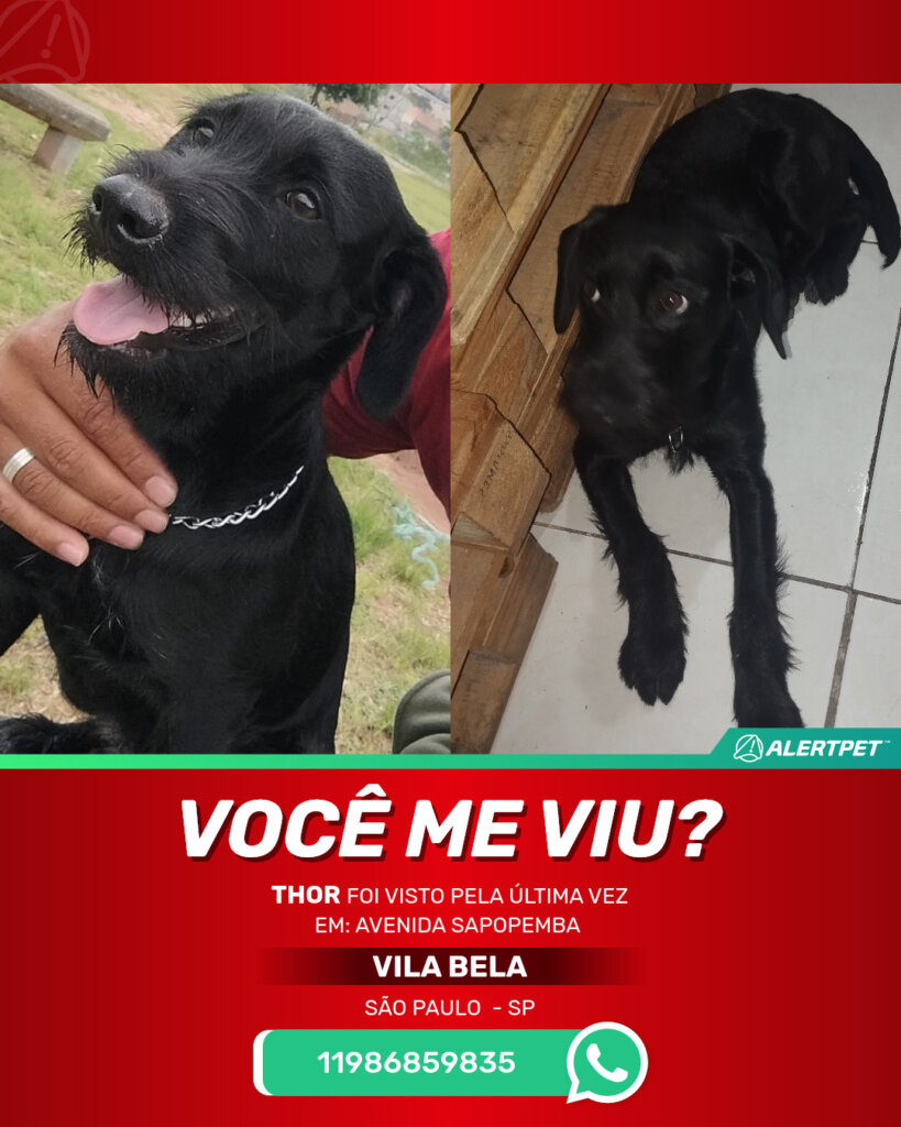 thor-cachorro-desaparecido-sao-paulo-27-10-2025_lost_image