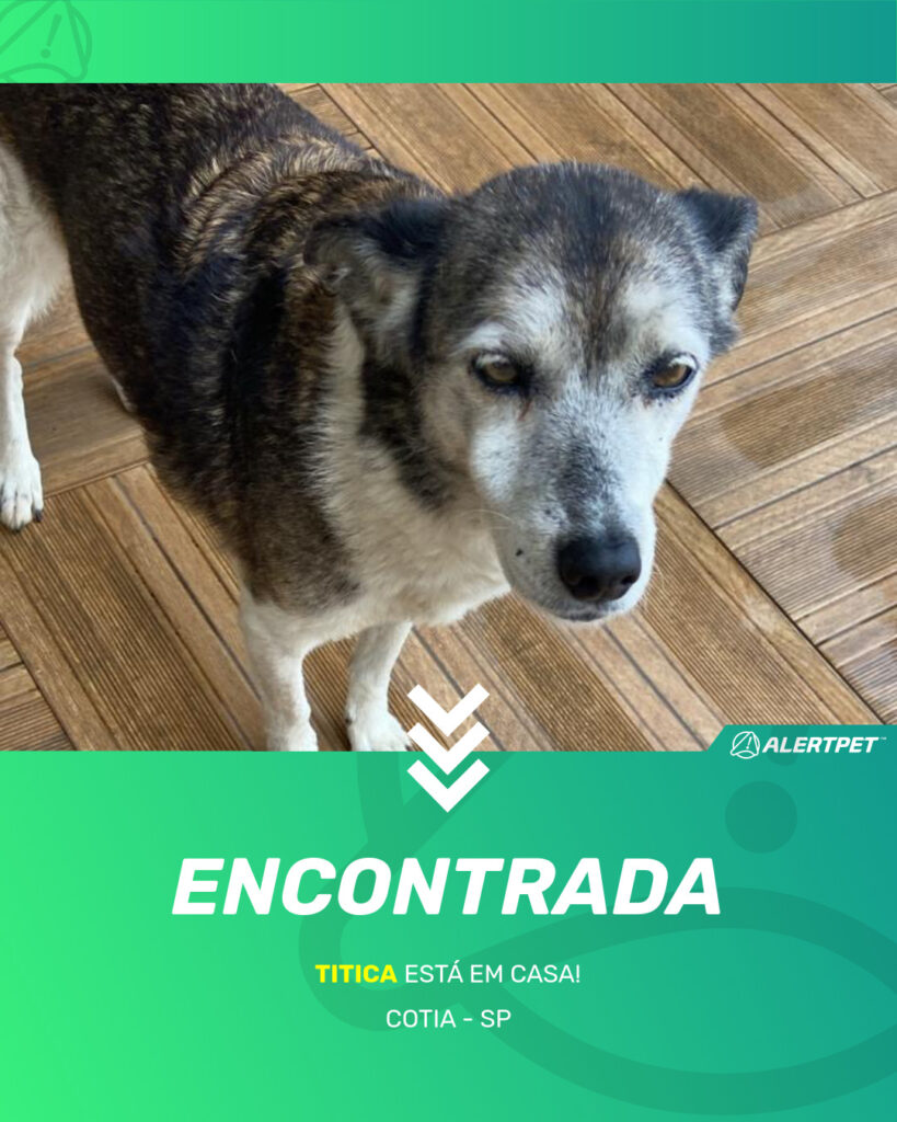 titica-cachorro-desaparecido-cotia-20-10-2025_found_image