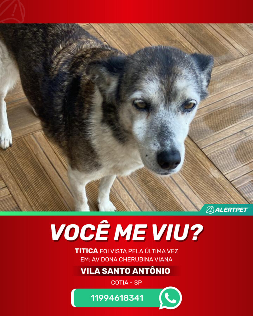 titica-cachorro-desaparecido-cotia-20-10-2025_lost_image