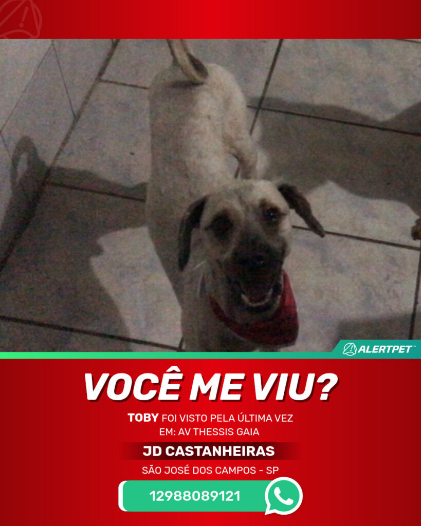 toby-cachorro-desaparecido-sao-jose-dos-campos-28-10-2025_lost_image