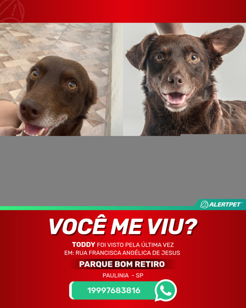 toddy-cachorro-desaparecido-paulinia-29-10-2025-2_lost_image