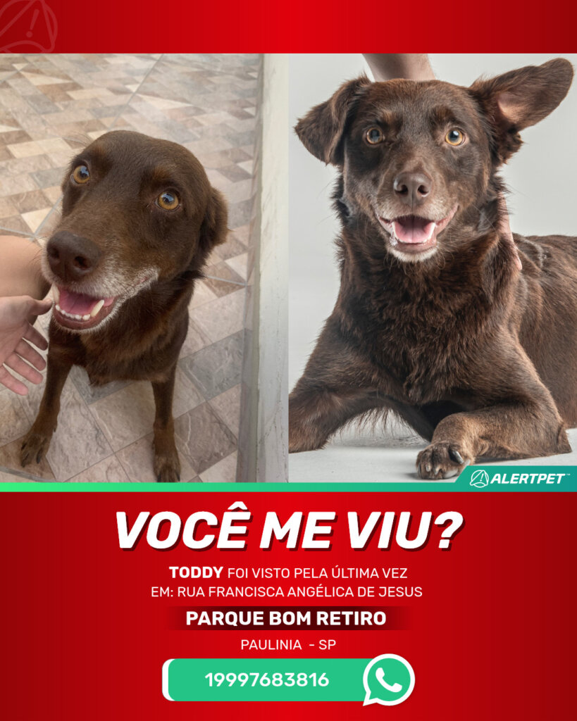 toddy-cachorro-desaparecido-paulinia-29-10-2025-3_lost_image
