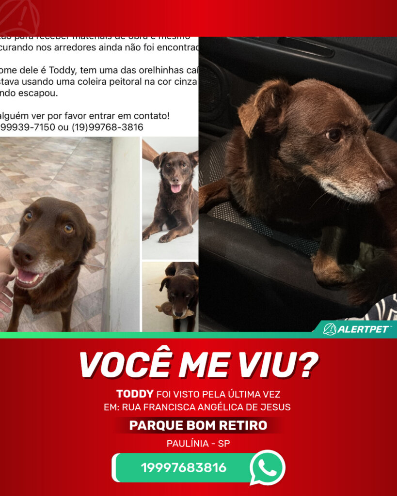 toddy-cachorro-desaparecido-paulinia-29-10-2025_lost_image