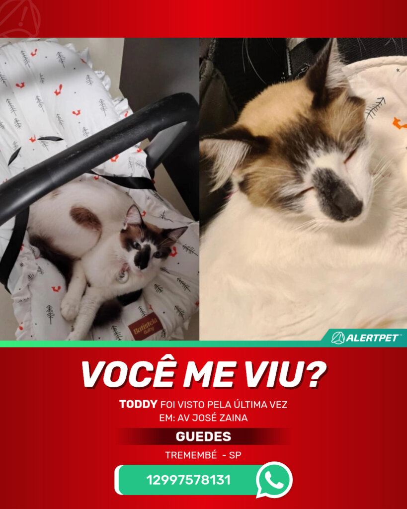 toddy-gato-desaparecido-tremembe-25-10-2025_lost_image