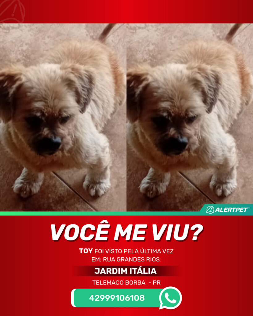 toy-cachorro-desaparecido-telemaco-borba-25-10-2025_lost_image