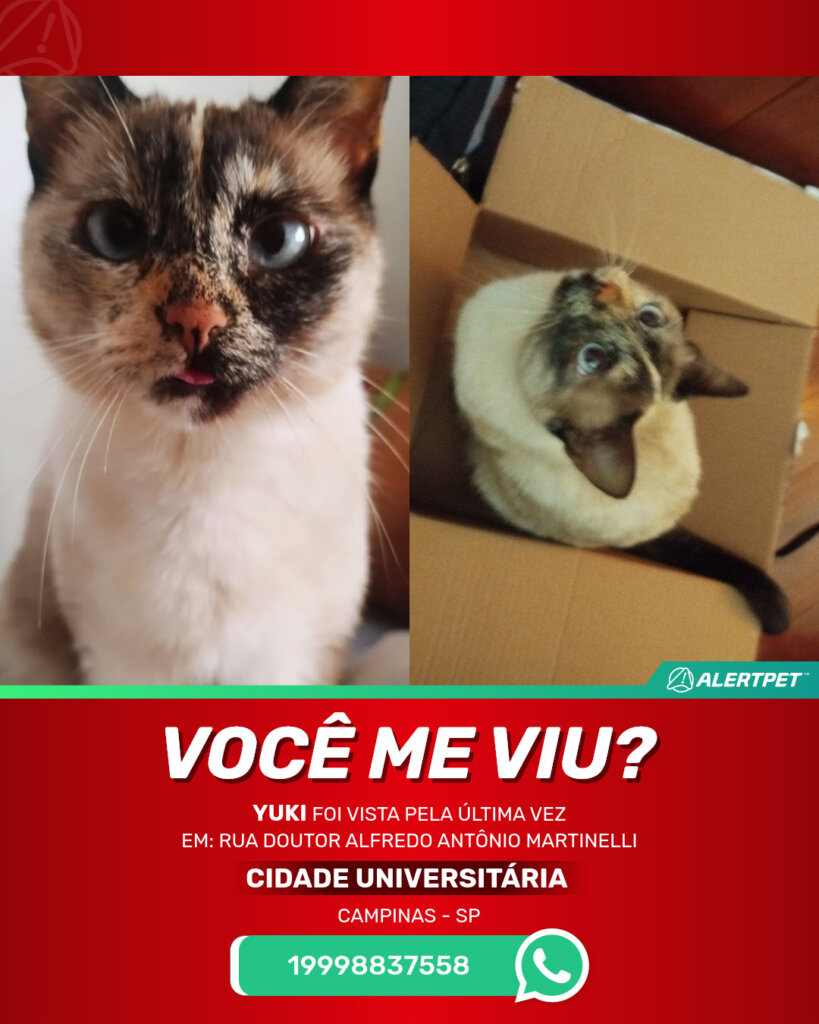 yuki-gato-desaparecido-campinas-27-10-2025_lost_image
