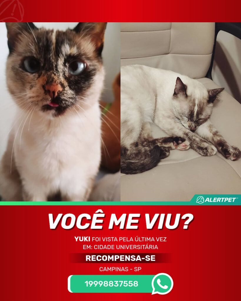 yuki-gato-desaparecido-campinas-29-10-2025_lost_image