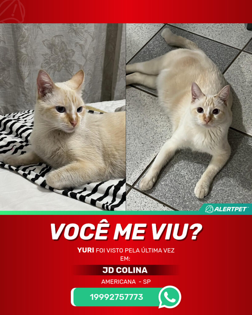 yuri-gato-desaparecido-americana-21-10-2025_lost_image