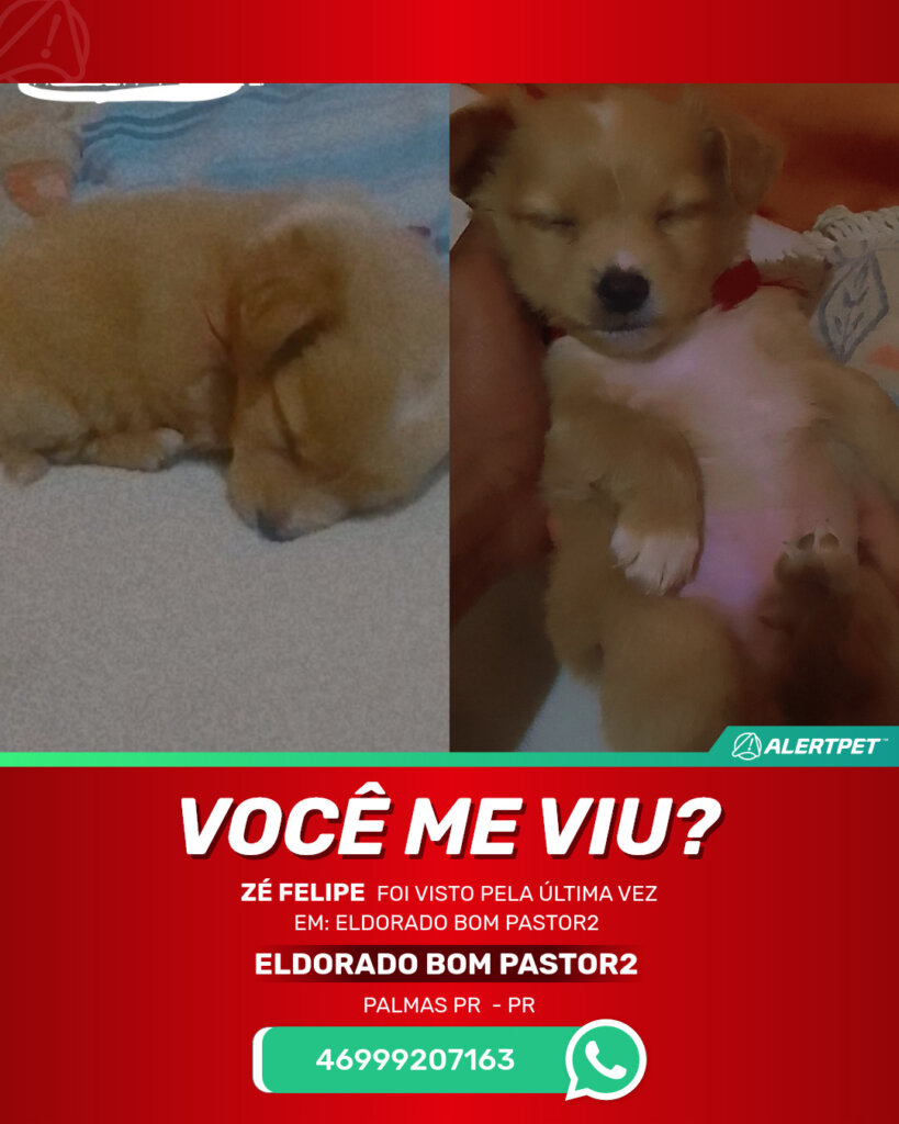 ze-felipe-cachorro-desaparecido-palmas-pr-23-10-2025_lost_image