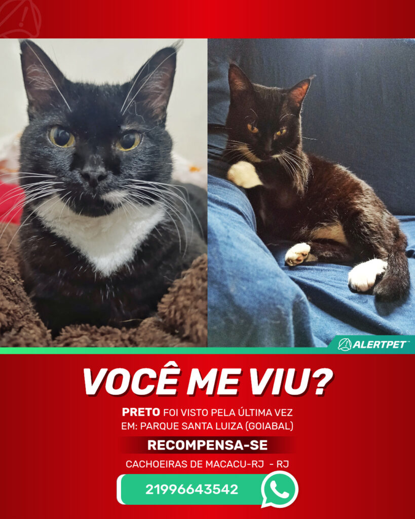 preto-gato-desaparecido-cachoeiras-de-macacu-rj-01-11-2025_lost_image